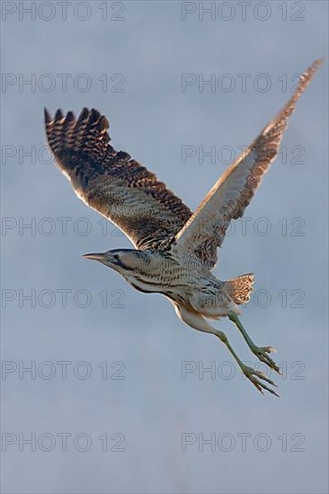 Great eurasian bittern