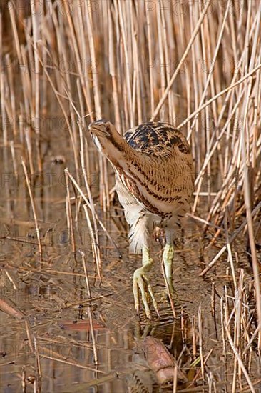 Great eurasian bittern