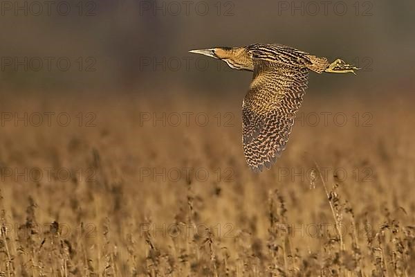 Great Bittern