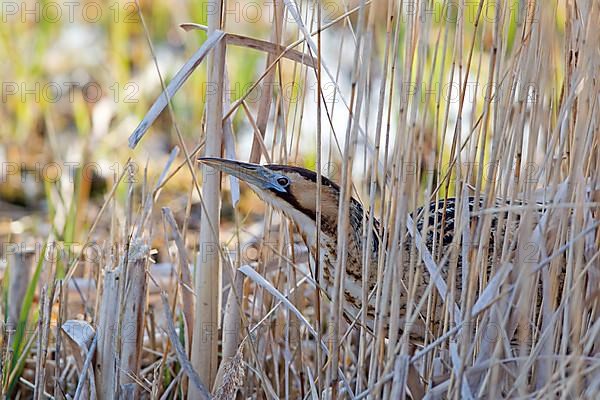 Great eurasian bittern