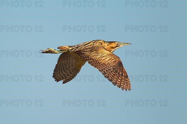 Great Bittern