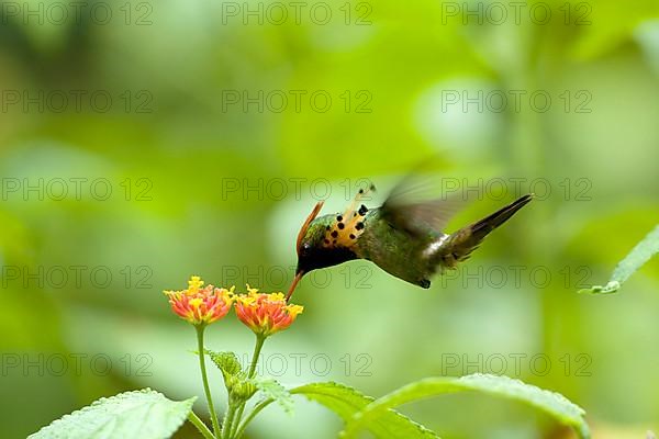 Tufted Coquette