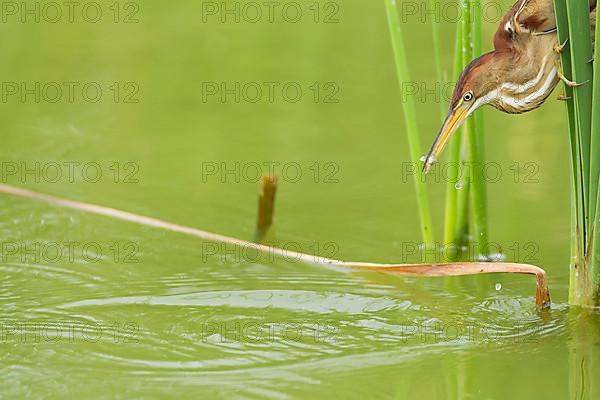 Least Bittern