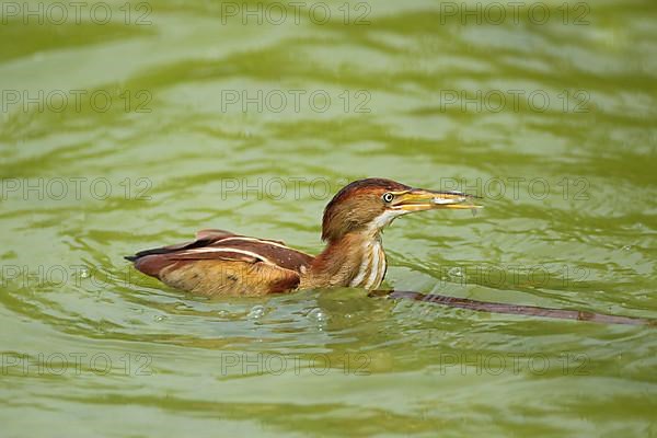 Least Bittern