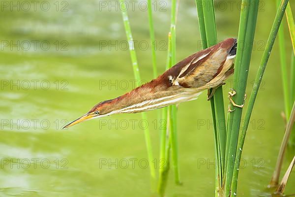 Least Bittern