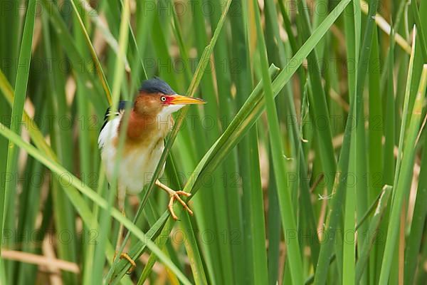 Least Bittern