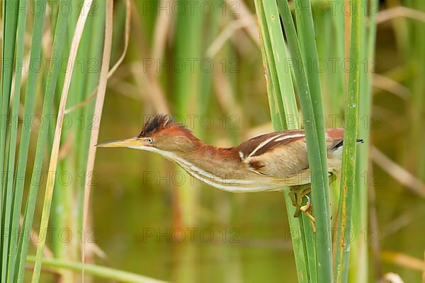 Least Bittern