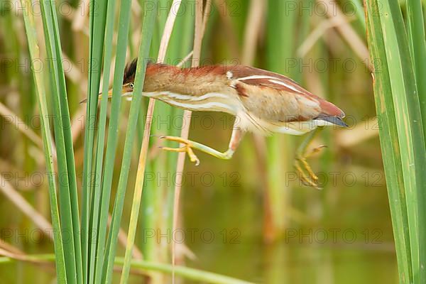 Least Bittern