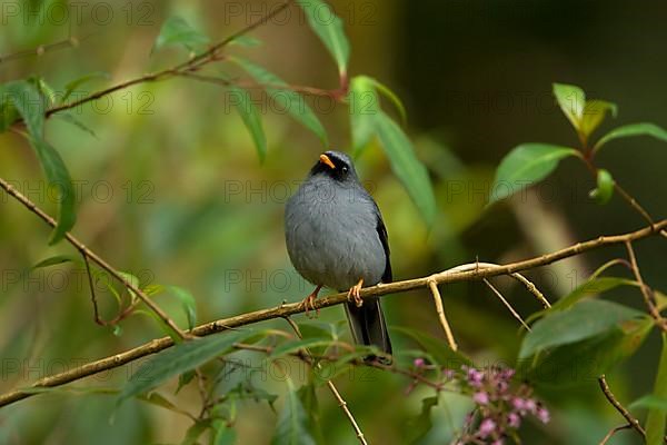 Black-faced Solitaire