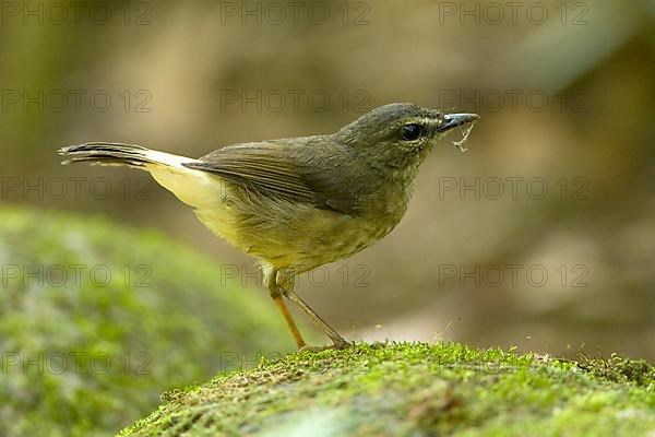 Buff-rumped Warbler