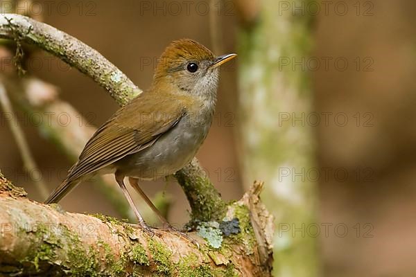 Ruddy-capped Nightingale-thrush