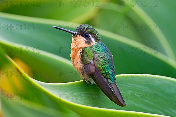 White-throated Mountain-gem