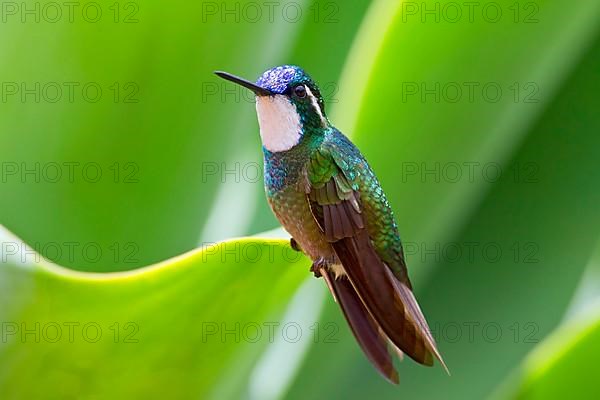 White-throated Mountain-gem