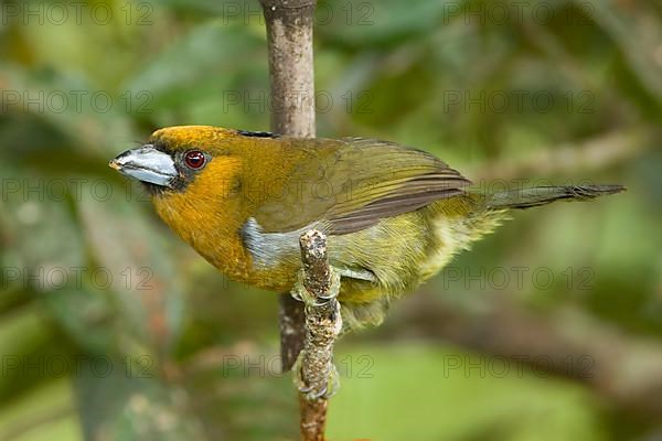 Prong-billed Barbet