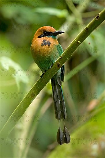 Broad-billed Motmot