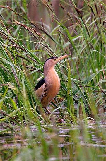 Little Bittern