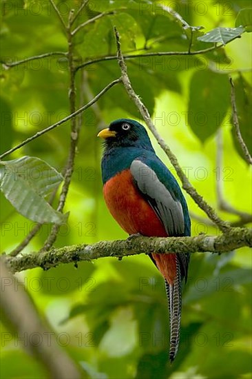 Lattice-tailed Trogon