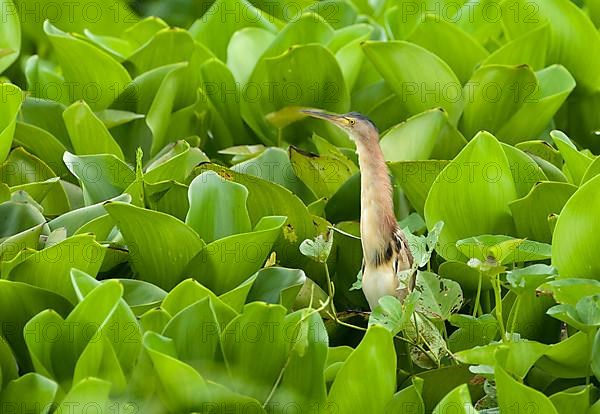 Yellow yellow bittern