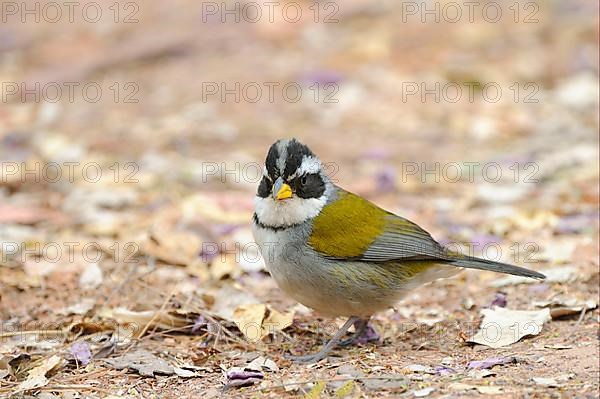 Yellow-billed Sparrow