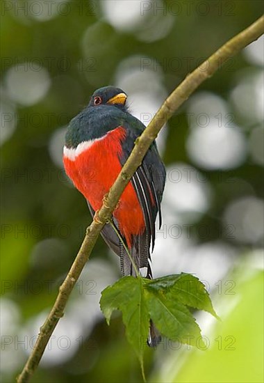 Collared trogon