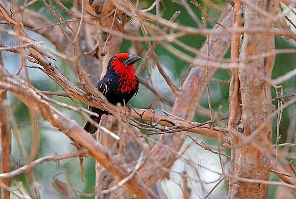 Black-billed Barbet