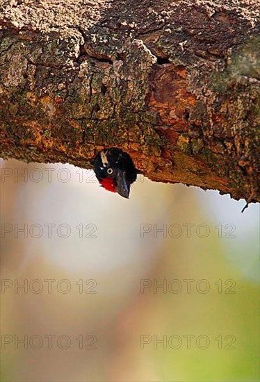 Banded Barbet