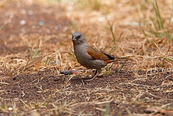 Swainson's Sparrow