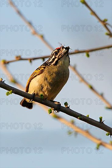 Red-fronted Tinkerbird