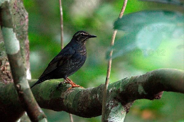 Siberian Thrush