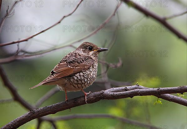 Siberian Thrush