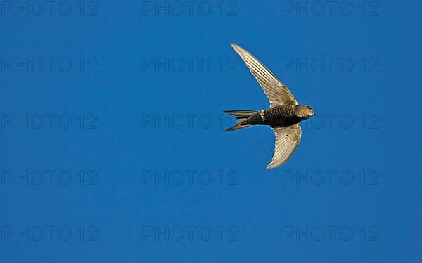 Plain Swift