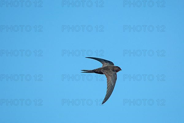 Plain swift