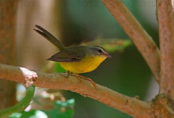 Golden-crowned Warbler