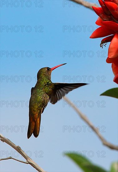 Gilded Hummingbird