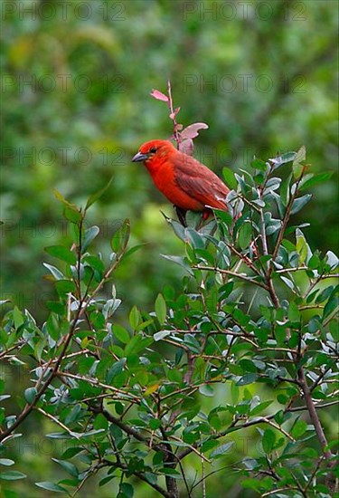 Hepatic Tanager