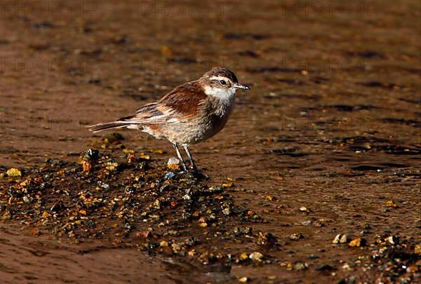 Bar-winged Cinclodes