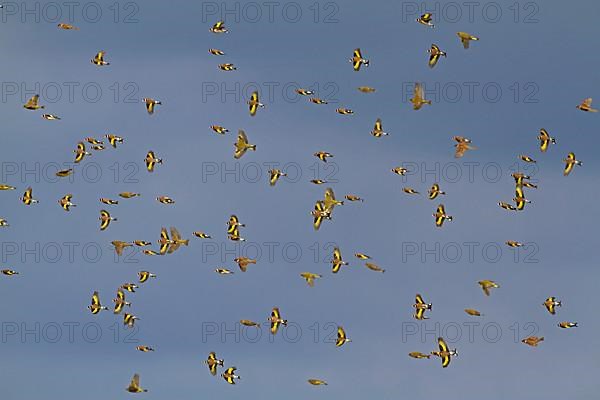 European Goldfinch