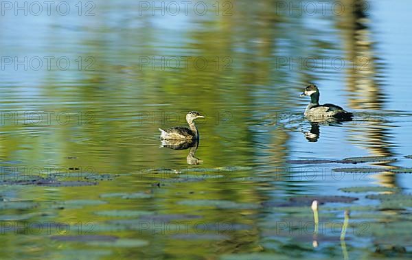 Hoary-headed grebe