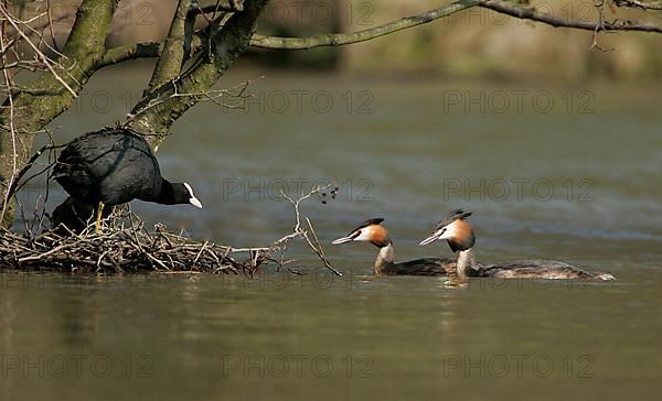 Great crested grebe