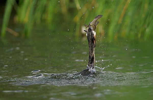 Great crested grebe