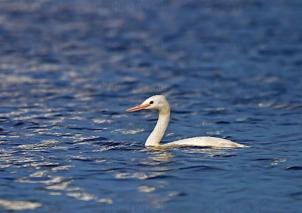 Great crested grebe