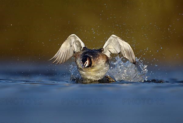 Great crested grebe