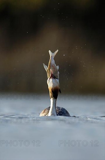 Great crested grebe