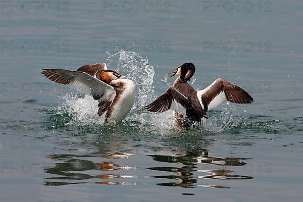 Great Crested Grebe