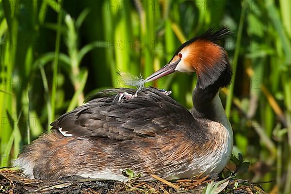Great Crested Grebe