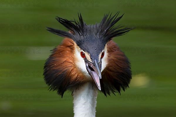 Great Crested Grebe