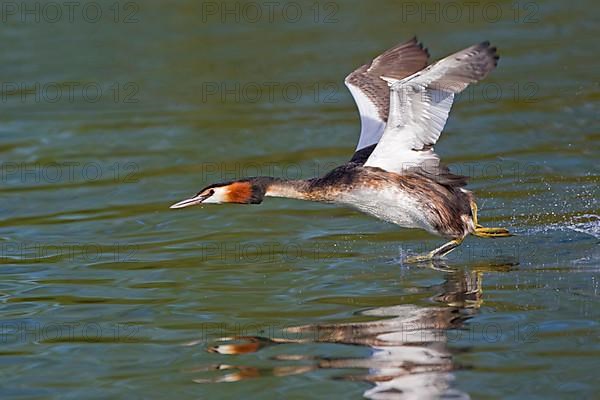 Great Crested Grebe