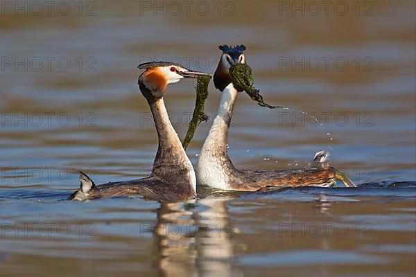 Great Crested Grebe