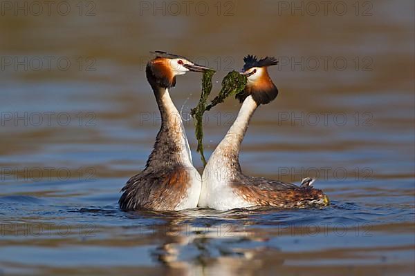 Great Crested Grebe