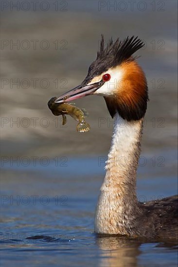 Great Crested Grebe